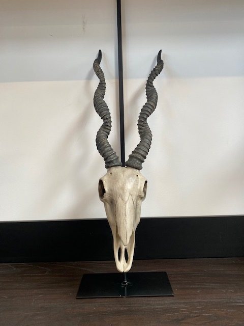 6 Antilope schedel met hoorns op voet (2 kleuren)