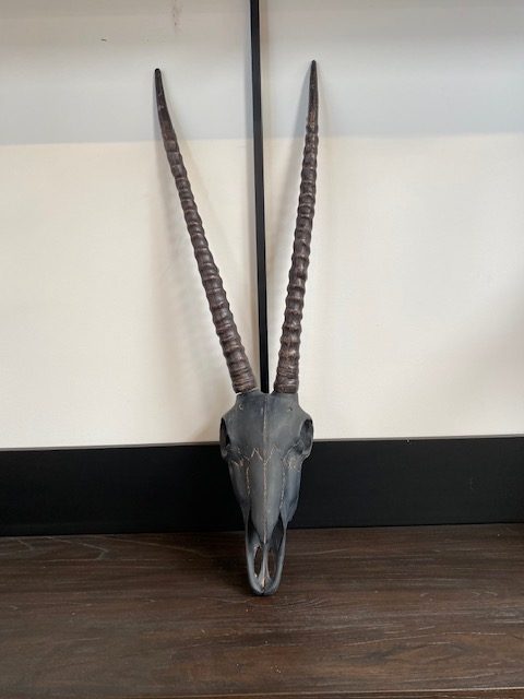 11 Gemsbok schedel met hoorns